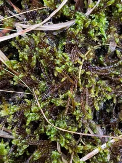 Rusty Hook-moss thumbnail 3