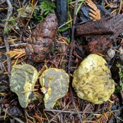 Truncocolumella citrina thumbnail 1
