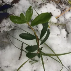 Oregon Boxwood thumbnail 4