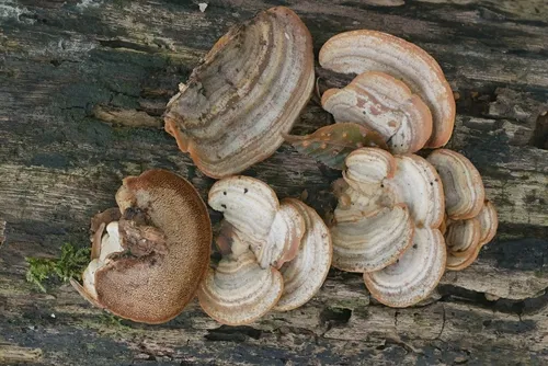 Metuloidea reniformis