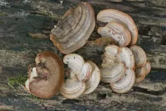 Metuloidea reniformis thumbnail 1