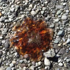 Pacific Lion's Mane Jelly thumbnail 2