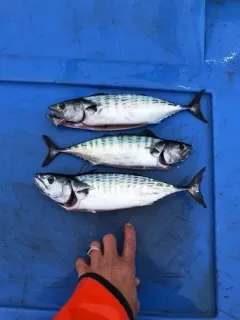 Atlantic Bonito thumbnail 3