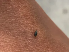 White Clover Weevil thumbnail 3