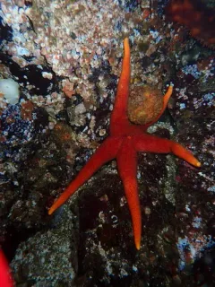 California puffball sponge thumbnail 3