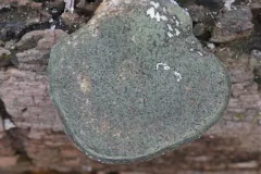 rollrim mould thumbnail 1