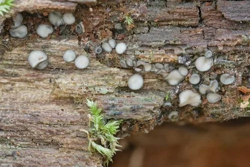 Mollisia fusca