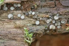 Mollisia fusca thumbnail 1