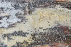 Peniophorella pubera thumbnail 1