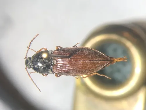 Oxygonus obesus
