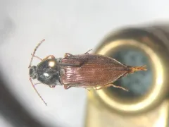 Oxygonus obesus thumbnail 1
