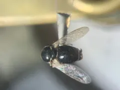 Acrocera bimaculata thumbnail 2