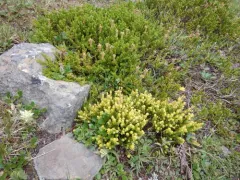 Exobasidium phyllodoces thumbnail 3