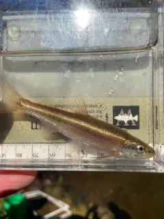 Redside Dace thumbnail 2