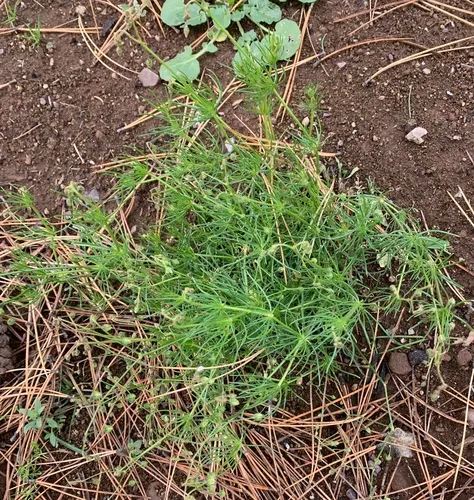 Corn spurrey
