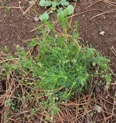 Corn spurrey thumbnail 1