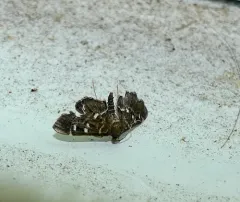 Recondite Webworm Moth thumbnail 3