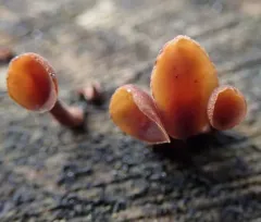 Dacryopinax elegans thumbnail 3