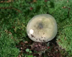 Russula redolens thumbnail 2
