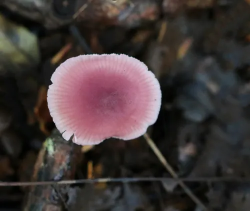 Rosy Bonnet