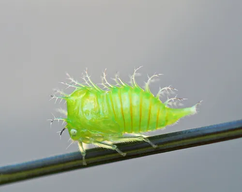 Stictocephala taurina