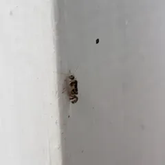 F-winged Barklouse thumbnail 1