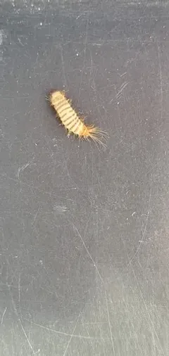 Warehouse Beetle thumbnail 4