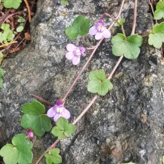 Ivy-leaved toadflax thumbnail 2