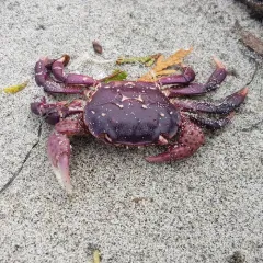 Purple Shore Crab thumbnail 3