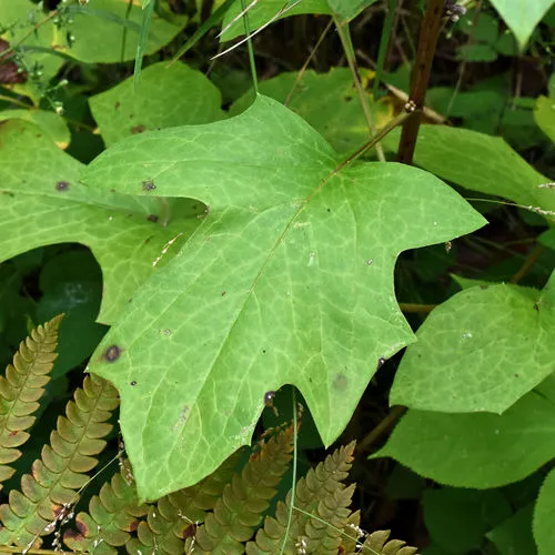 white rattlesnake root
