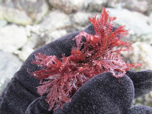 Northern sea fern