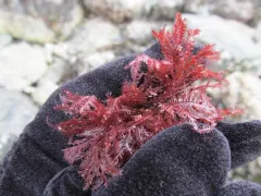 Northern sea fern thumbnail 1