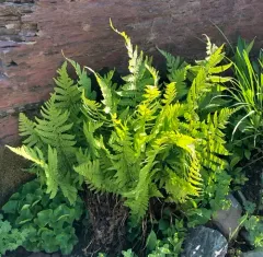 male fern thumbnail 3