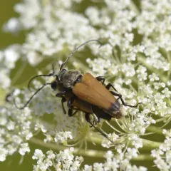 Minnesota Long-horned Beetle thumbnail 2
