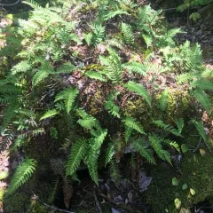 rock polypody thumbnail 5