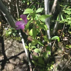 Himalayan balsam thumbnail 2