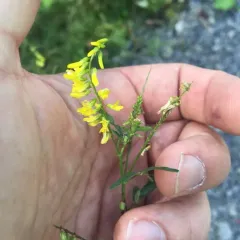 Yellow Sweetclover thumbnail 3