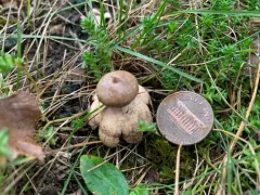 Tiny Earthstar thumbnail 1