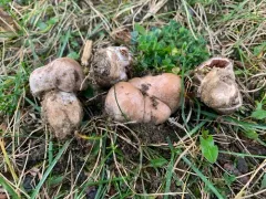 Cortinarius saturninus thumbnail 3