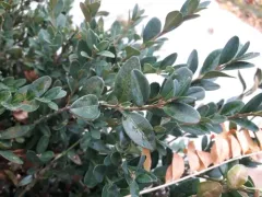 Boxwood Mite thumbnail 2