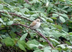 Red-backed Shrike thumbnail 4