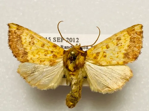 Wild Rye Borer Moth