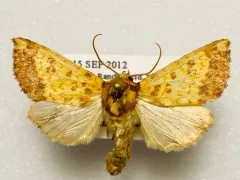 Wild Rye Borer Moth thumbnail 1