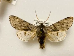 Boreal Fan Moth thumbnail 2