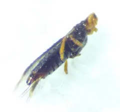 Banded Greenhouse Thrips thumbnail 1