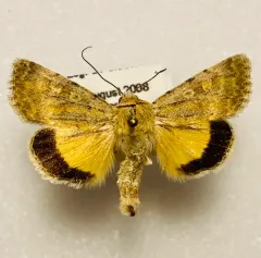 Sympistis regina thumbnail 3