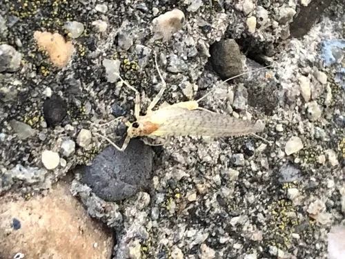 Maccaffertium pulchellum