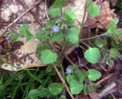 Ivy-leaved Speedwell thumbnail 3