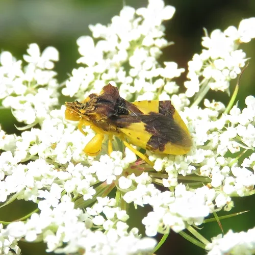 Jagged Ambush Bug