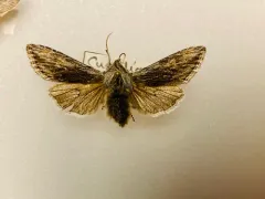 Cucullia pulla thumbnail 2